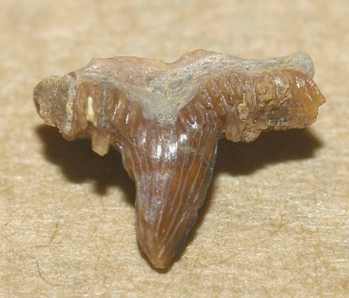 Raro dente squalo - raro, di