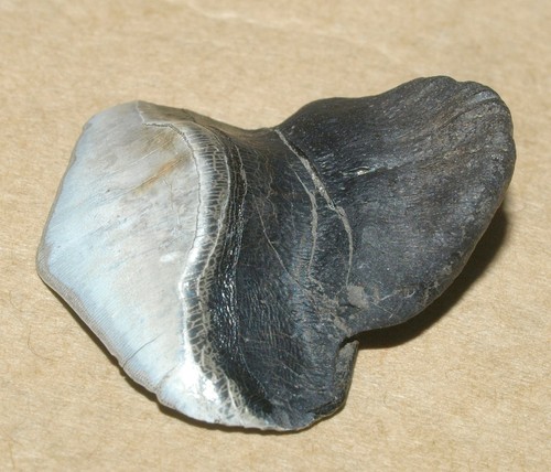 Enorme dente pesce - di,