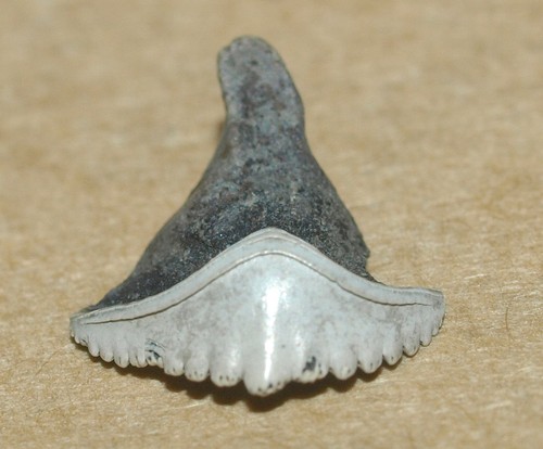 Raro dente pesce - dente,