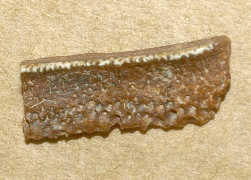 Chomatodus dente di squalo - -,