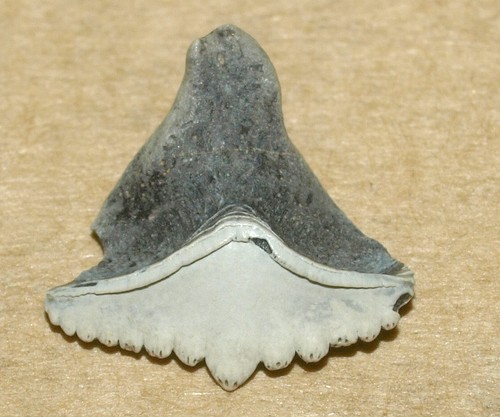 Raro dente pesce - raro, di
