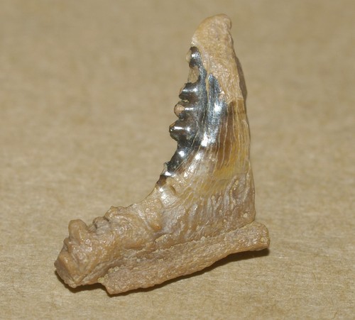 Dente squalo dentellato - di,
