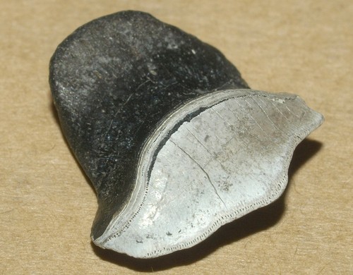 Raro petalodus ohioensis - raro,,